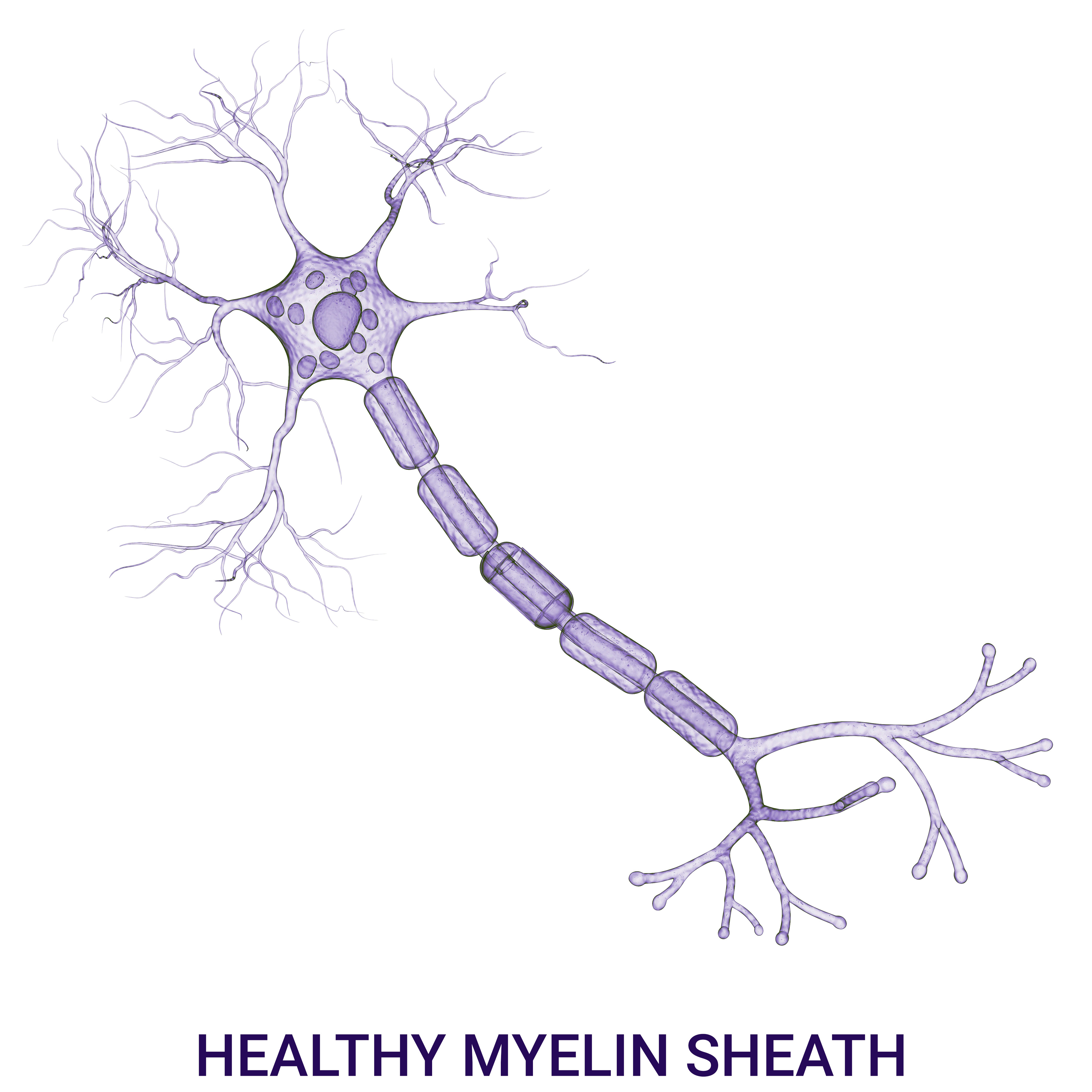 depction of normal myelin sheath